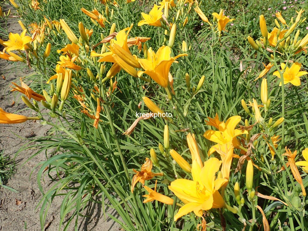 Hemerocallis 'Aten'
