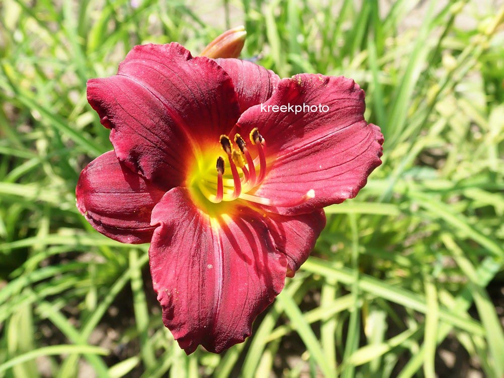 Hemerocallis 'Pardon Me'