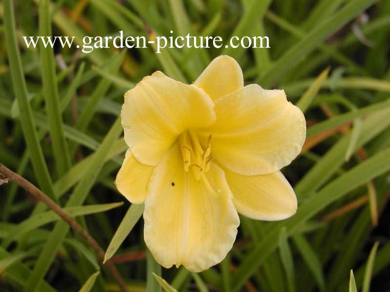Hemerocallis 'Stella d'Oro'