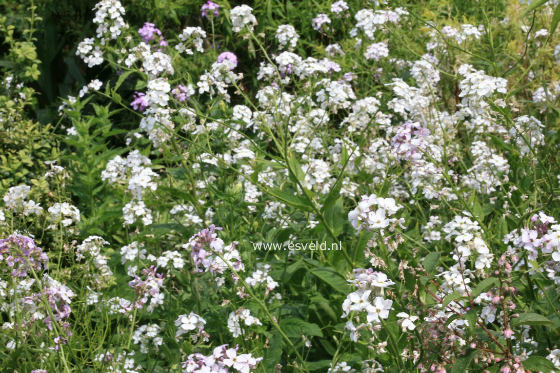Hesperis matronalis 'Alba'
