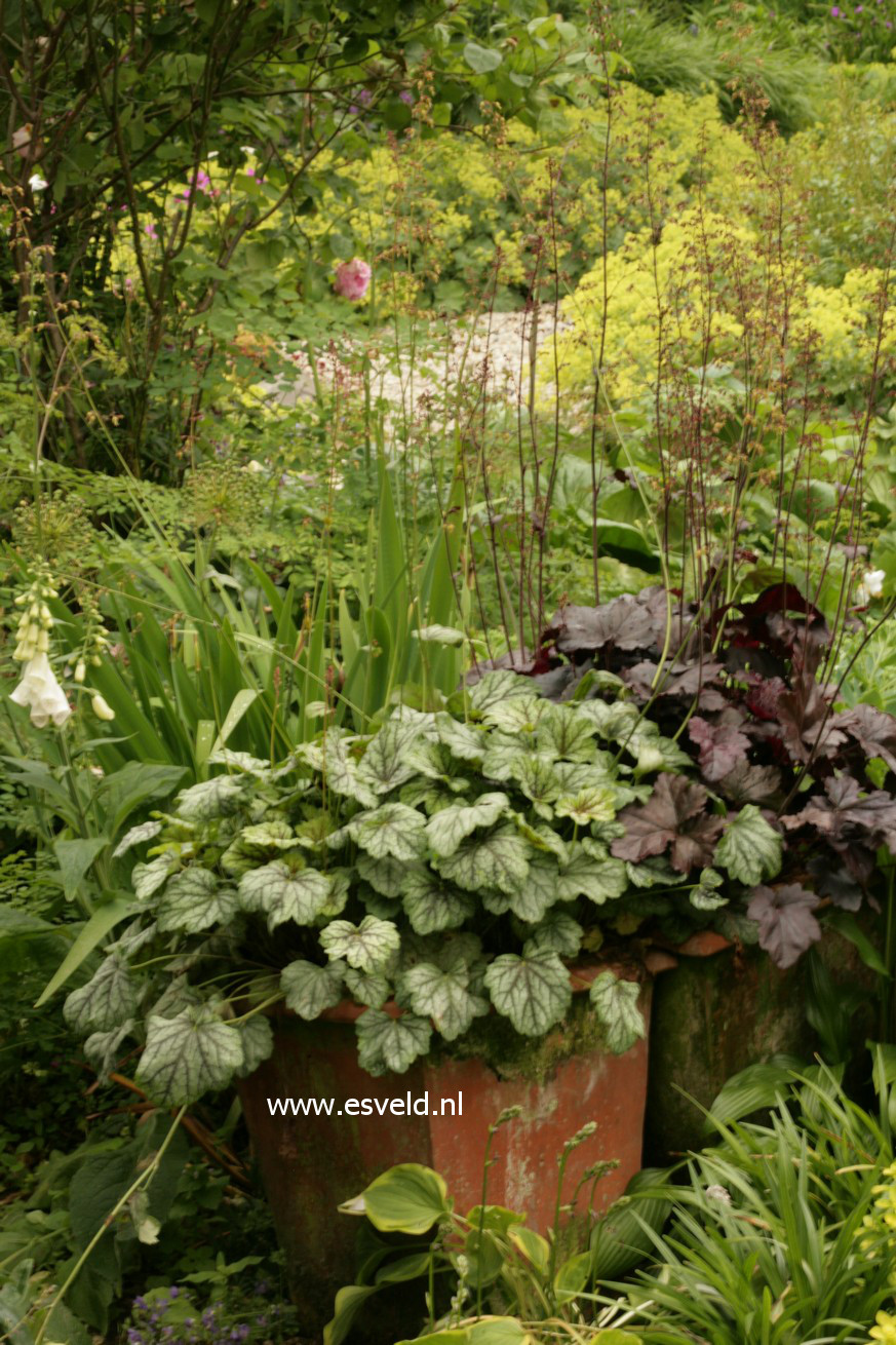 Heuchera 'Beauty Colour'