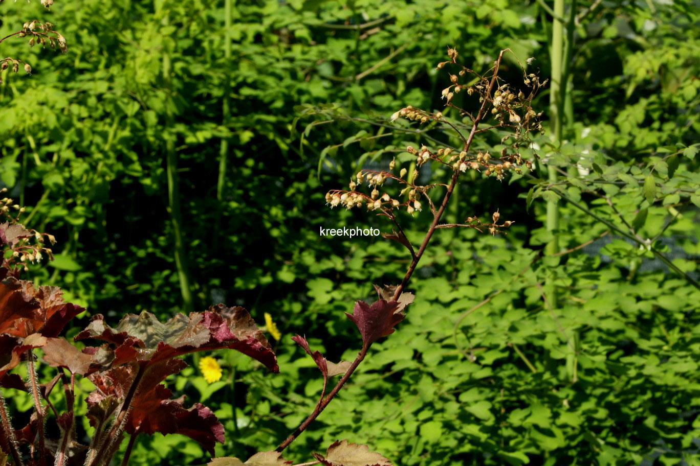 Heuchera 'Cappuccino'