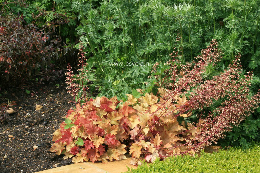Heuchera 'Caramel'