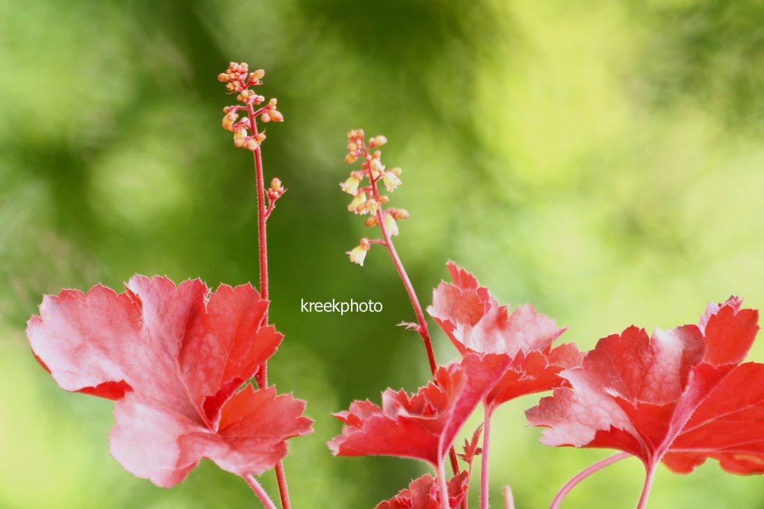 Heuchera 'Cherry Cola'
