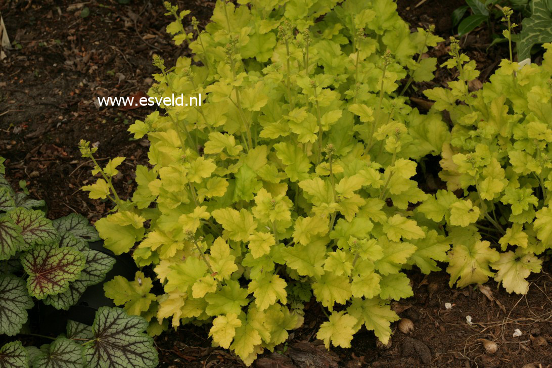 Heuchera 'Lime Marmalade'