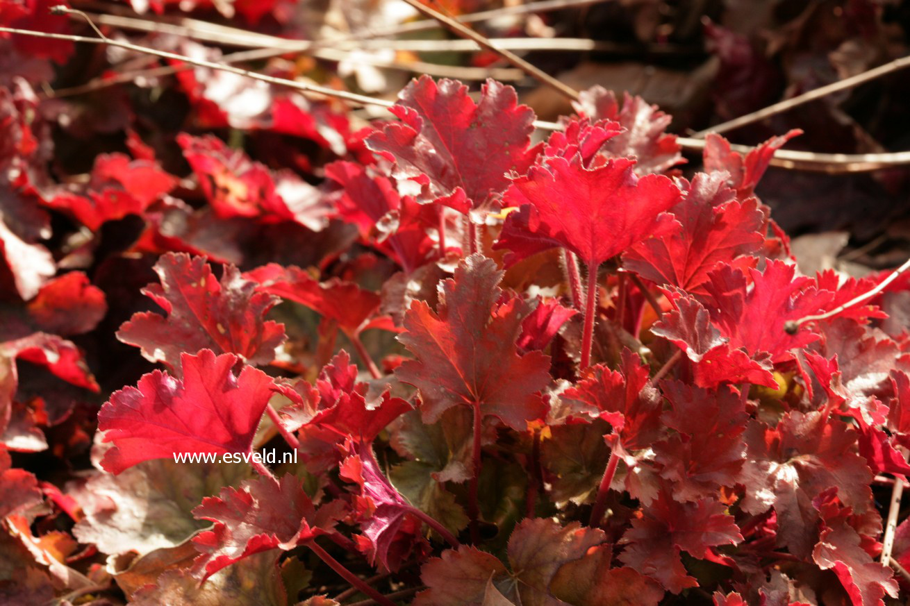 Heuchera 'Peach Flambe'