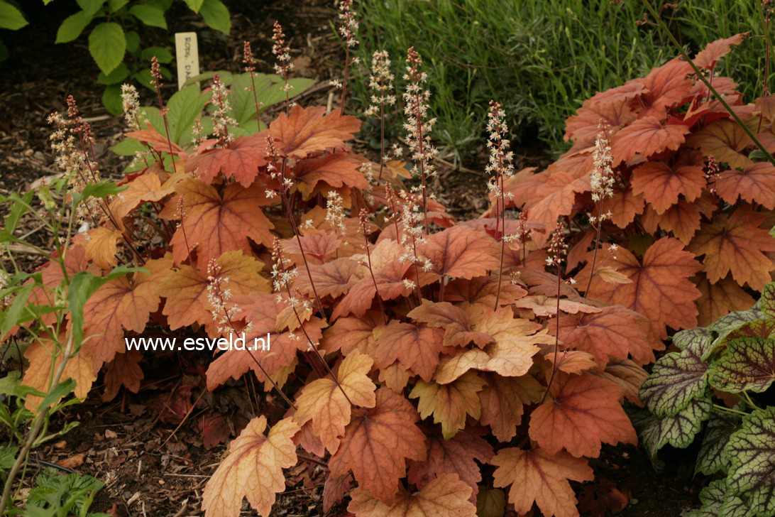 Heucherella 'Sweet Tea'