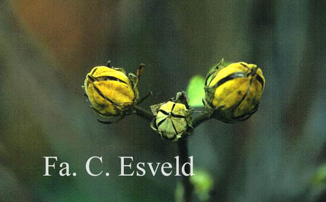 Hibiscus syriacus 'Hamabo'