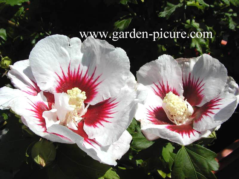 Hibiscus syriacus 'Helene'