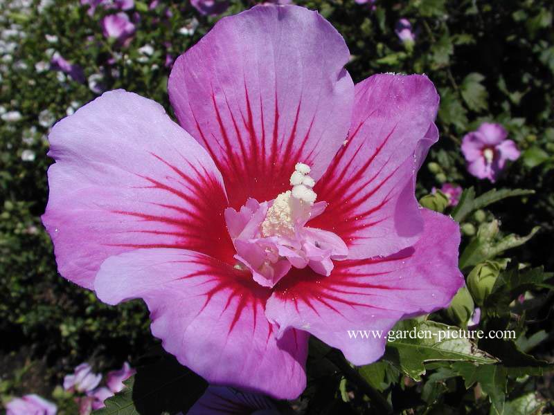 Hibiscus syriacus 'Maike'