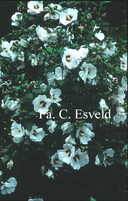 Hibiscus syriacus 'Melrose'