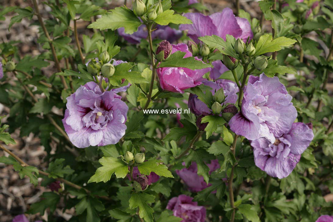 Hibiscus syriacus 'Notwood One' (LAVENDER CHIFFON)