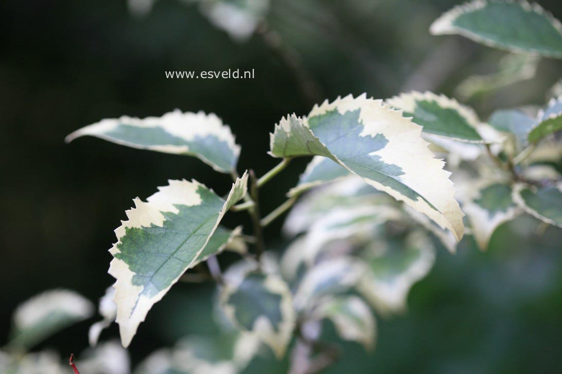 Hoheria populnea 'Alba Variegata'