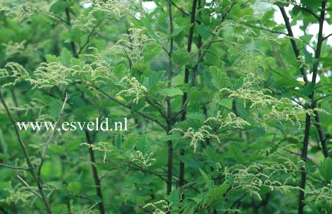 Holodiscus discolor ariifolius