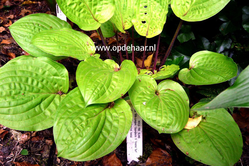 Hosta 'Fire Island'