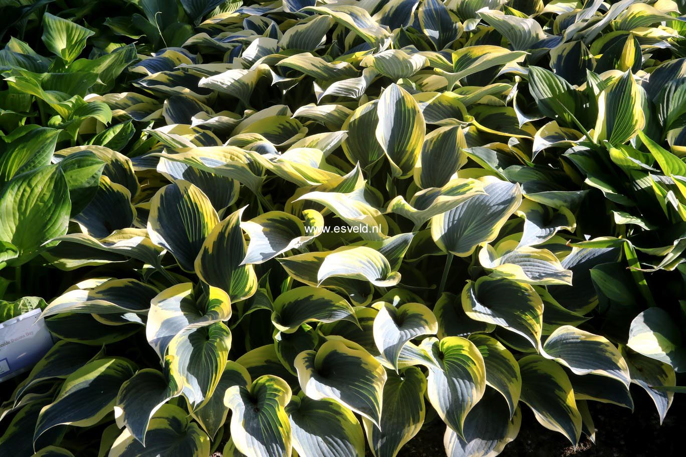 Hosta 'First Frost'
