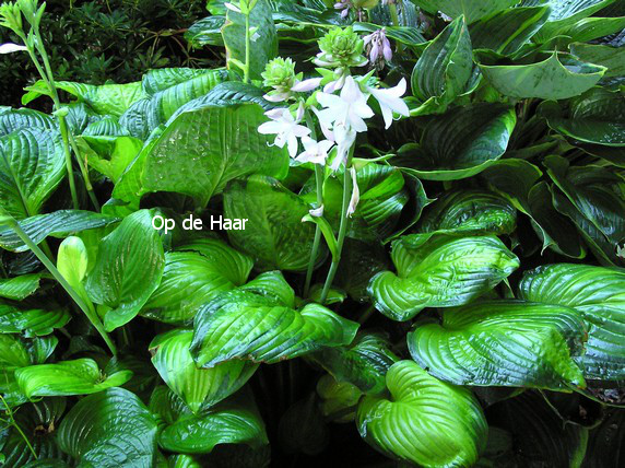 Hosta 'Guacamole'