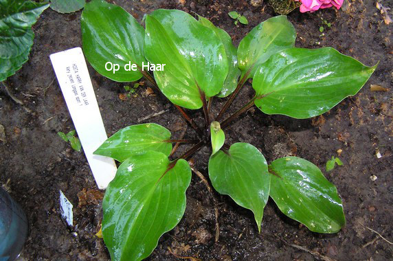 Hosta 'Harry van de Laar'