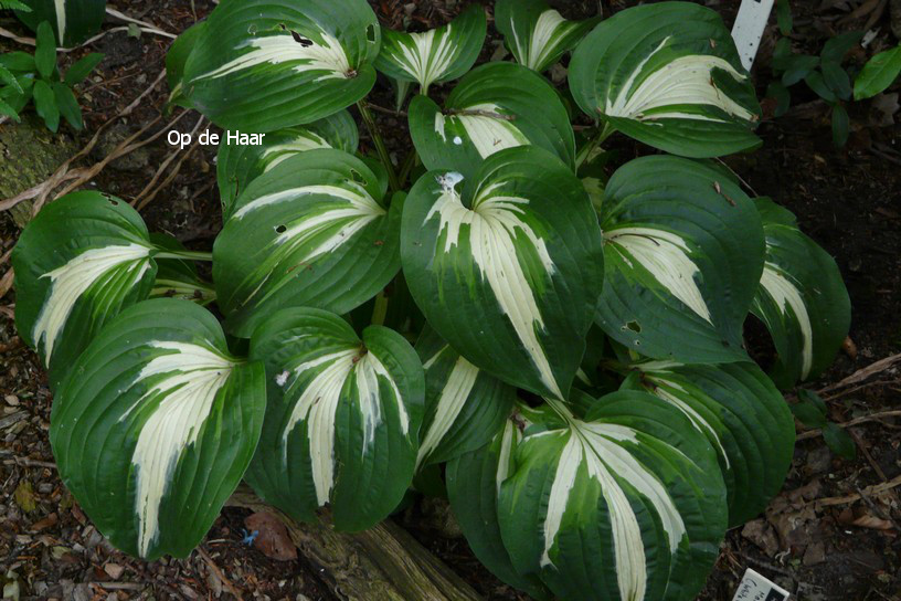 Hosta 'Night before Christmas'