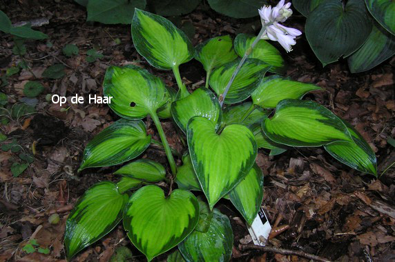 Hosta 'Paradise Joyce'