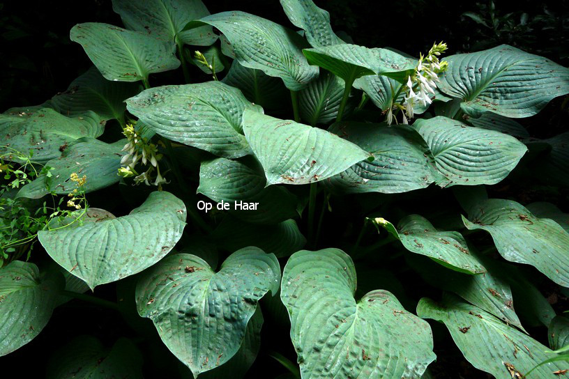 Hosta 'Snowden'