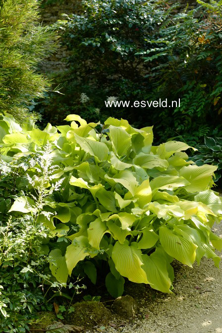 Hosta 'Sun Power'