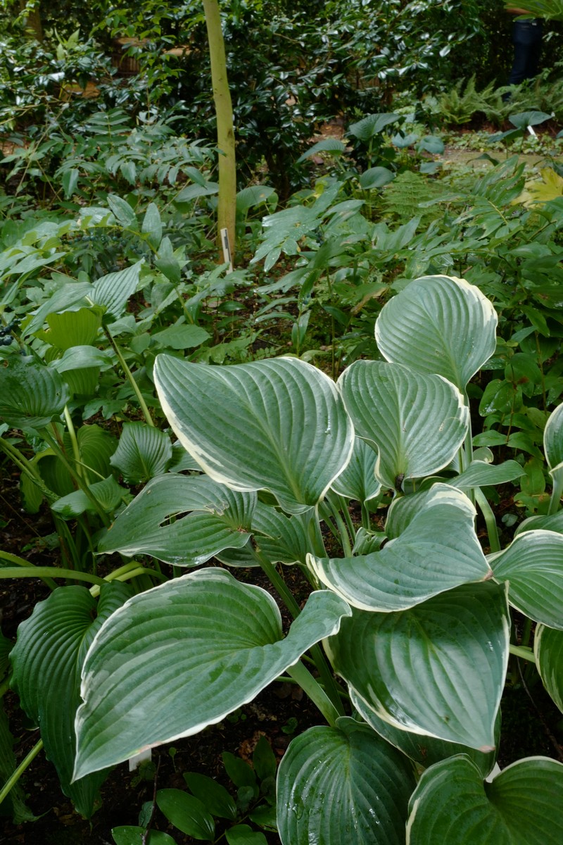 Hosta 'Tom Schmid'