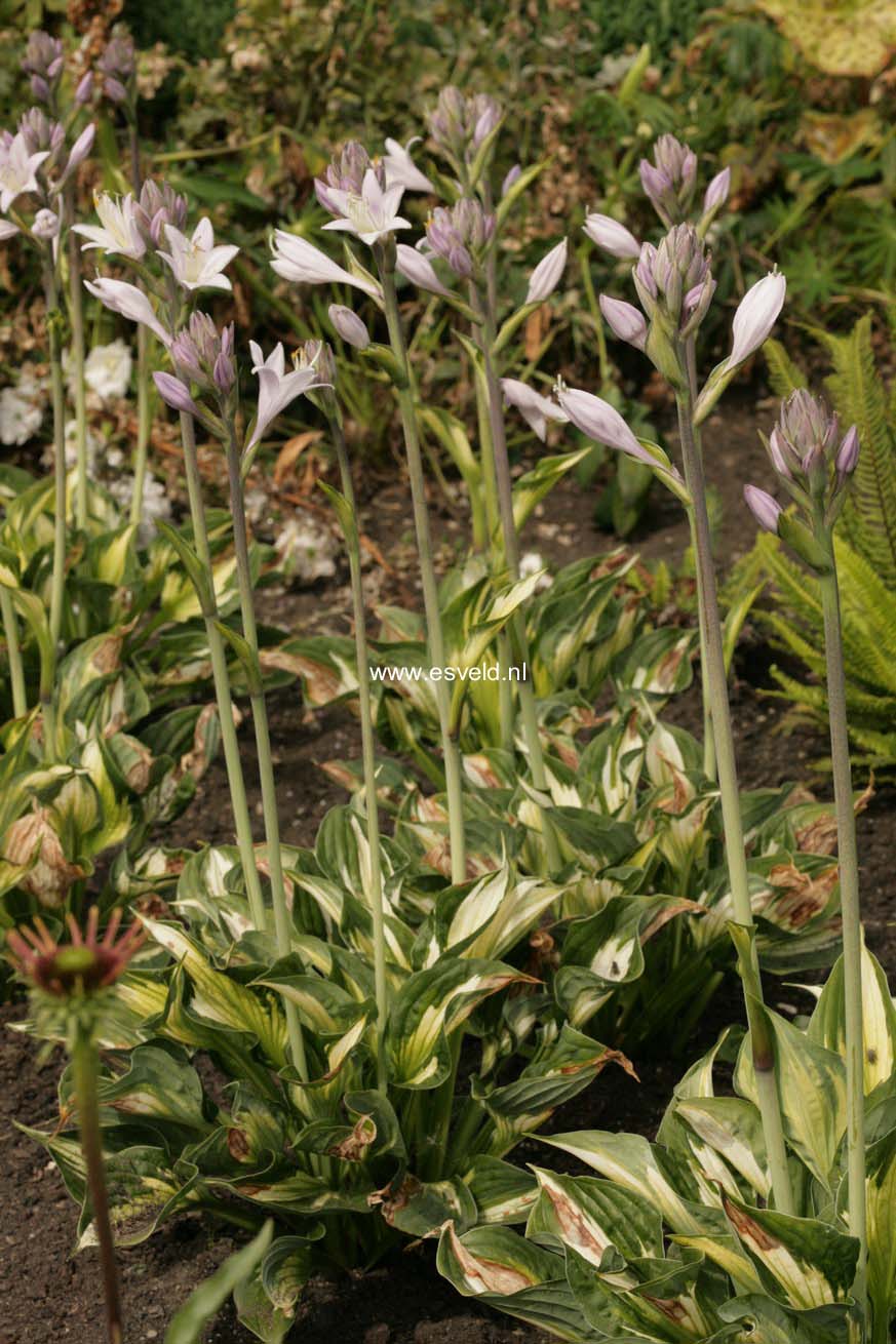 Hosta 'Whirlwind'