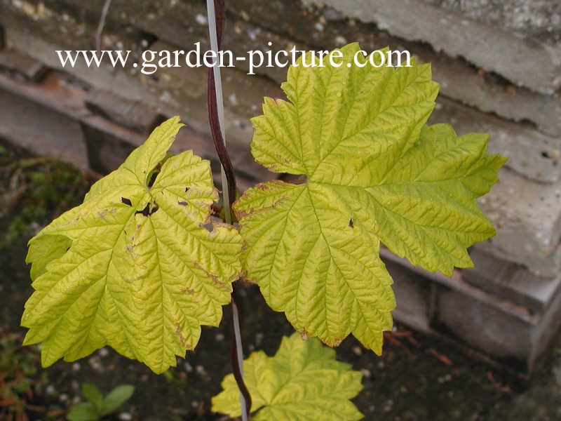 Humulus lupulus 'Aureus'