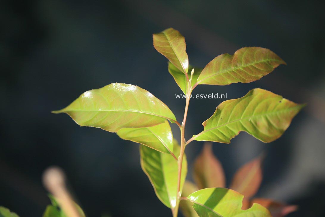 Huodendron biaristatum