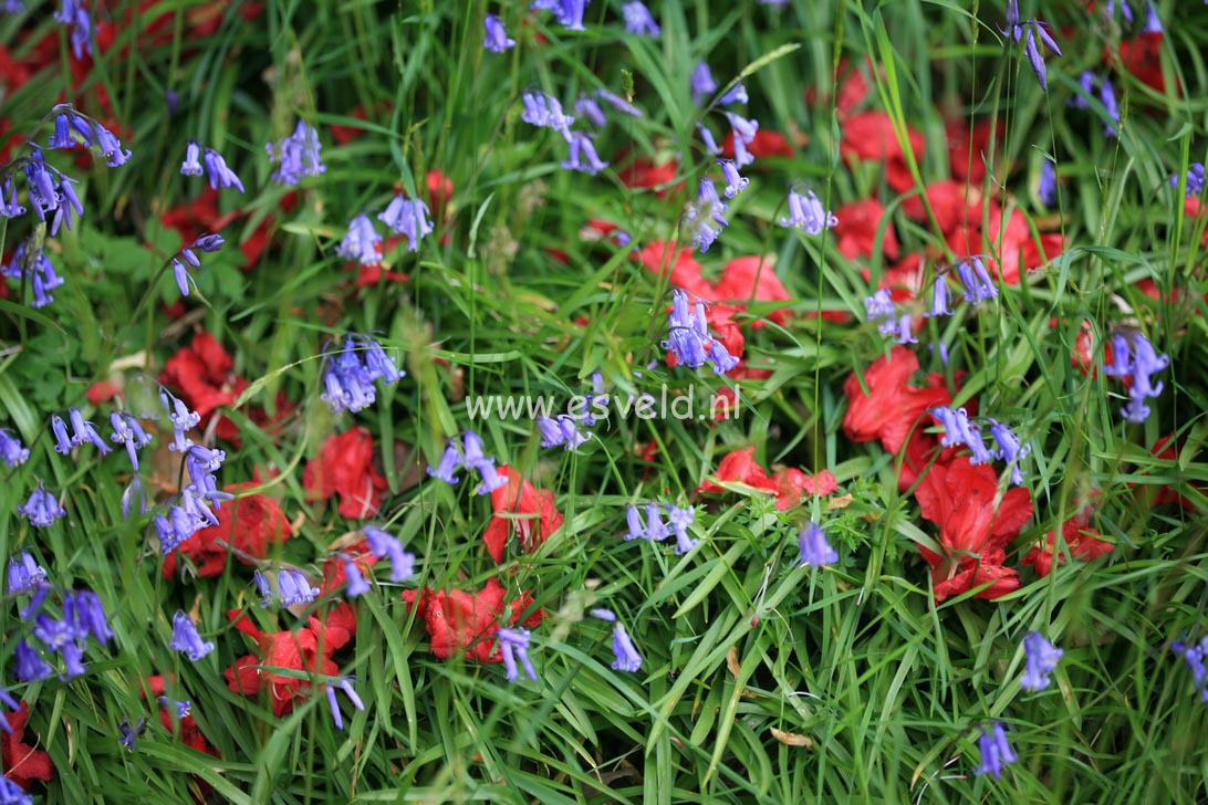 Hyacinthoides non-scripta