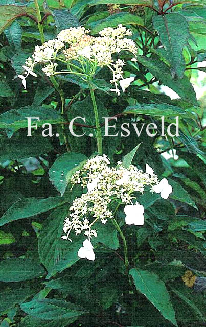 Hydrangea 'Nepal Beauty'