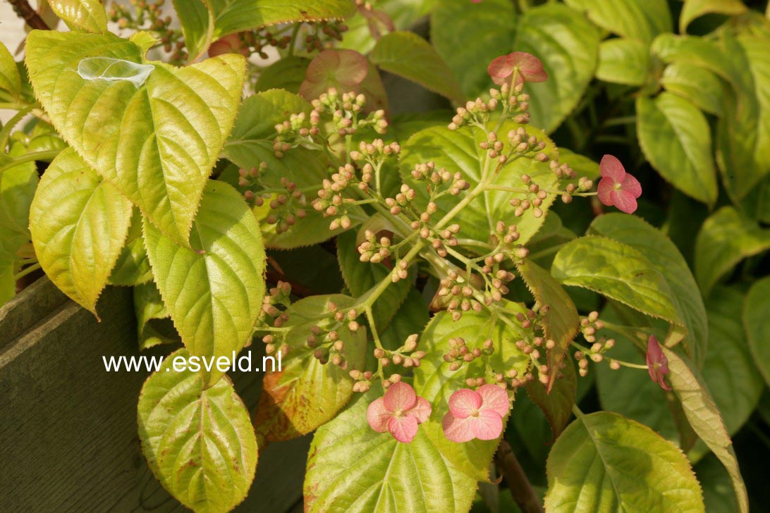 Hydrangea anomala 'Crug Coral'