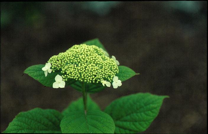 Hydrangea arborescens 'Dardom' (WHITE DOME)