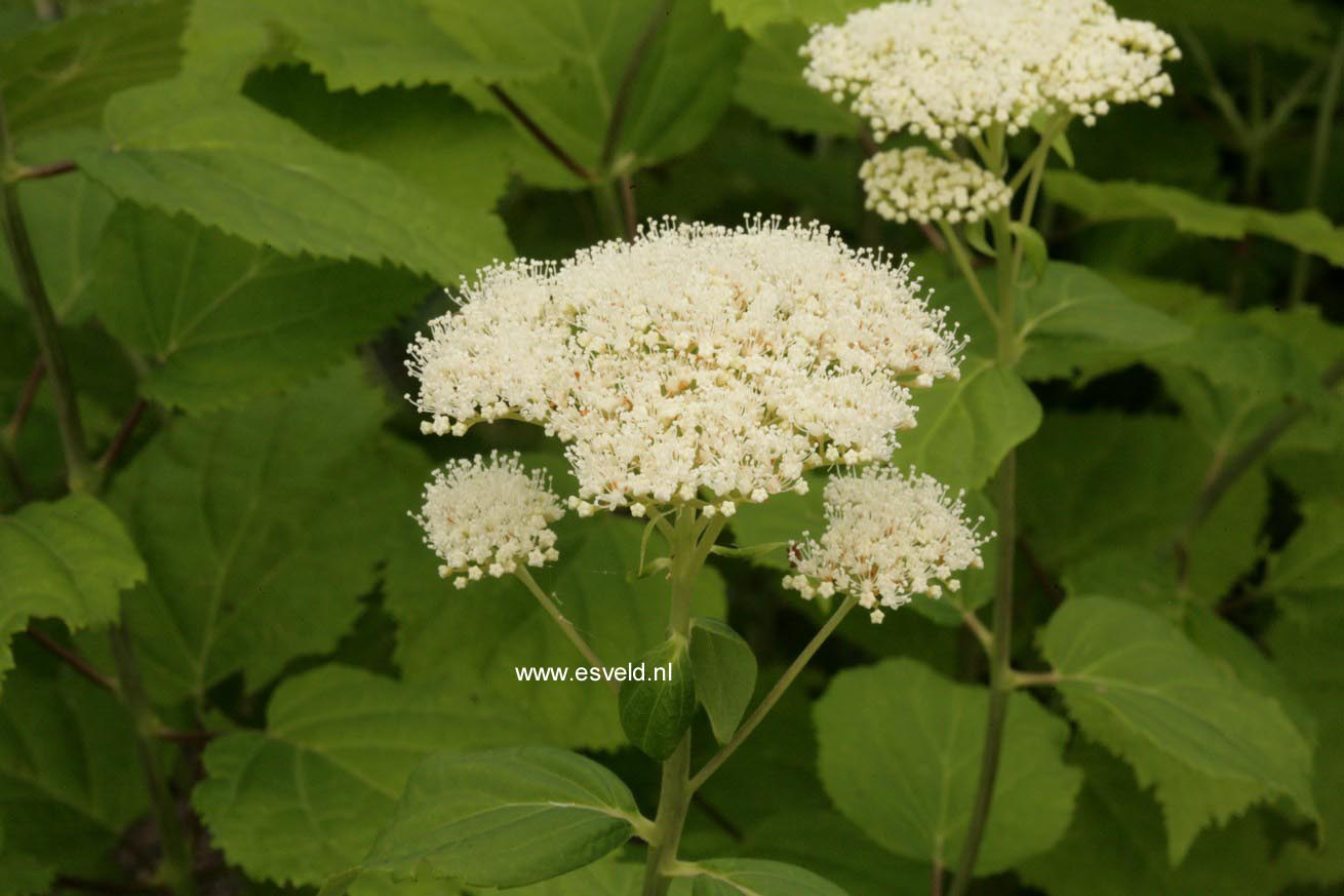 Hydrangea arborescens 'Hulsdonk'