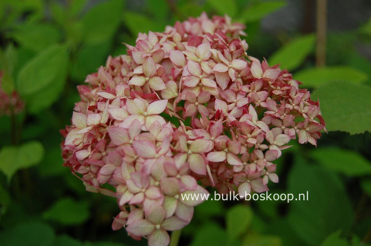 Hydrangea arborescens 'Ncha1' (INVINCIBELLE SPIRIT)
