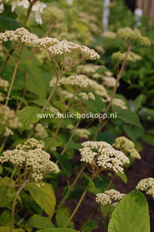 Hydrangea arborescens 'Picadilly'