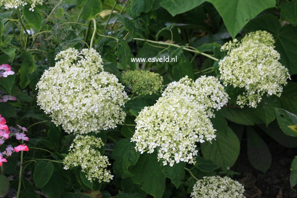 Hydrangea arborescens 'Puffed Green'