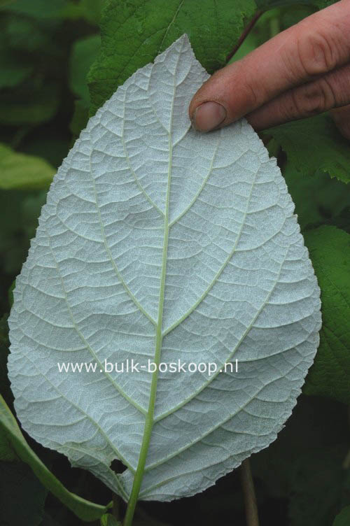 Hydrangea arborescens 'Samantha'