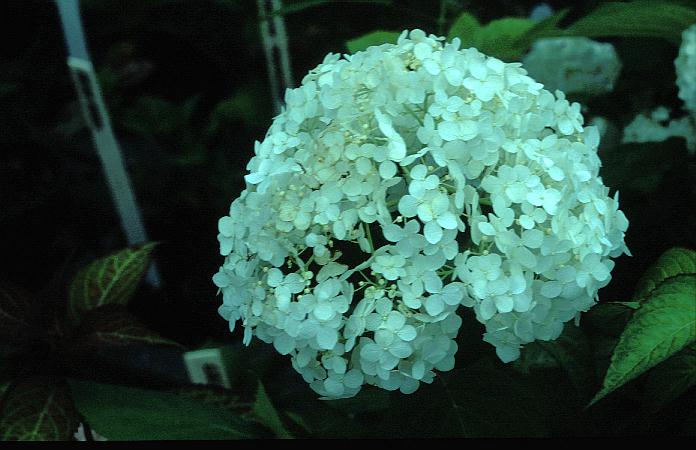 Hydrangea arborescens 'Sheep Cloud'