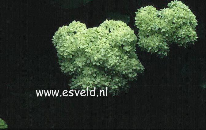 Hydrangea arborescens 'Sterilis'