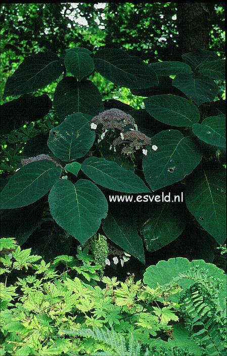 Hydrangea aspera 'Bellevue'