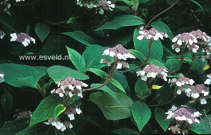 Hydrangea aspera 'Farrall'
