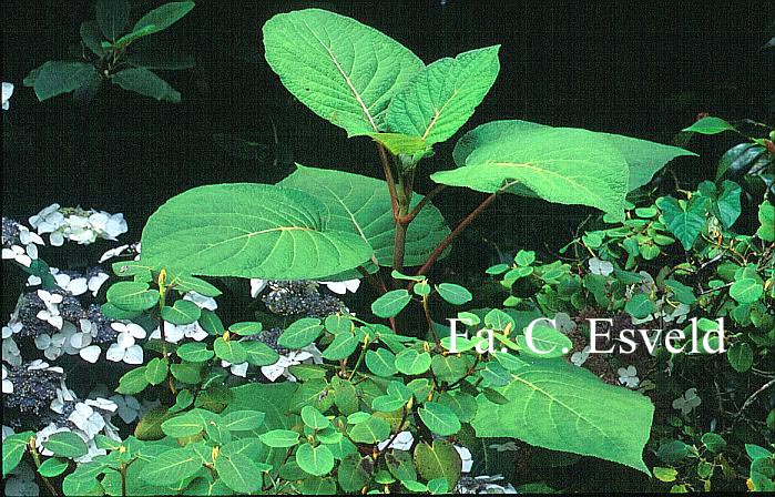 Hydrangea aspera robusta