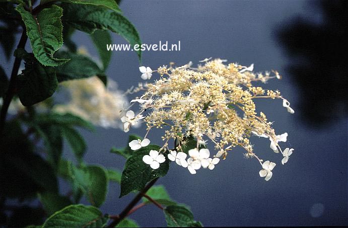 Hydrangea heteromalla 'Kalmthout'