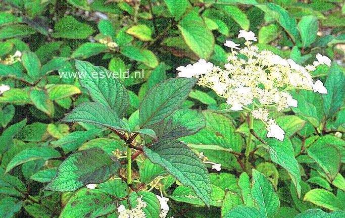 Hydrangea heteromalla 'Yalung Ridge'