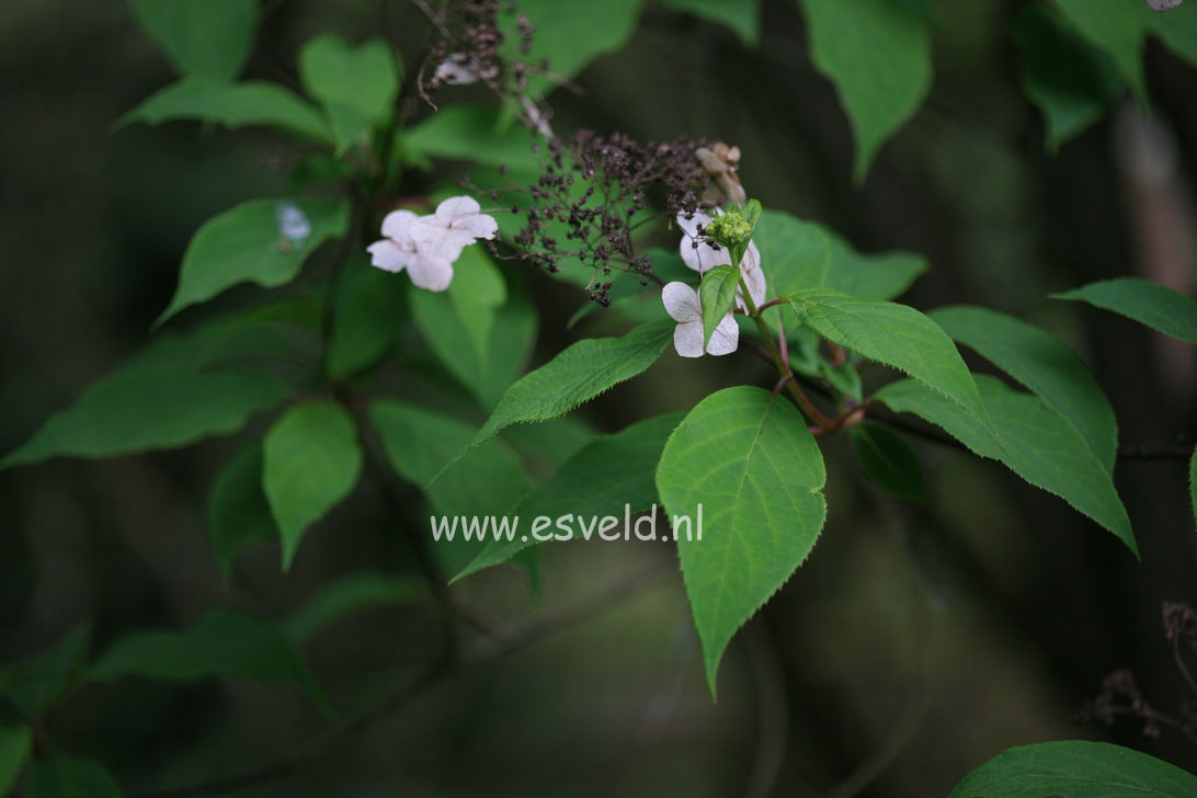 Hydrangea heteromalla f. xanthoneura