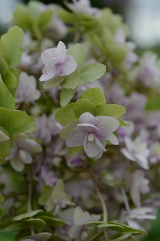 Hydrangea involucrata 'Multiplex'