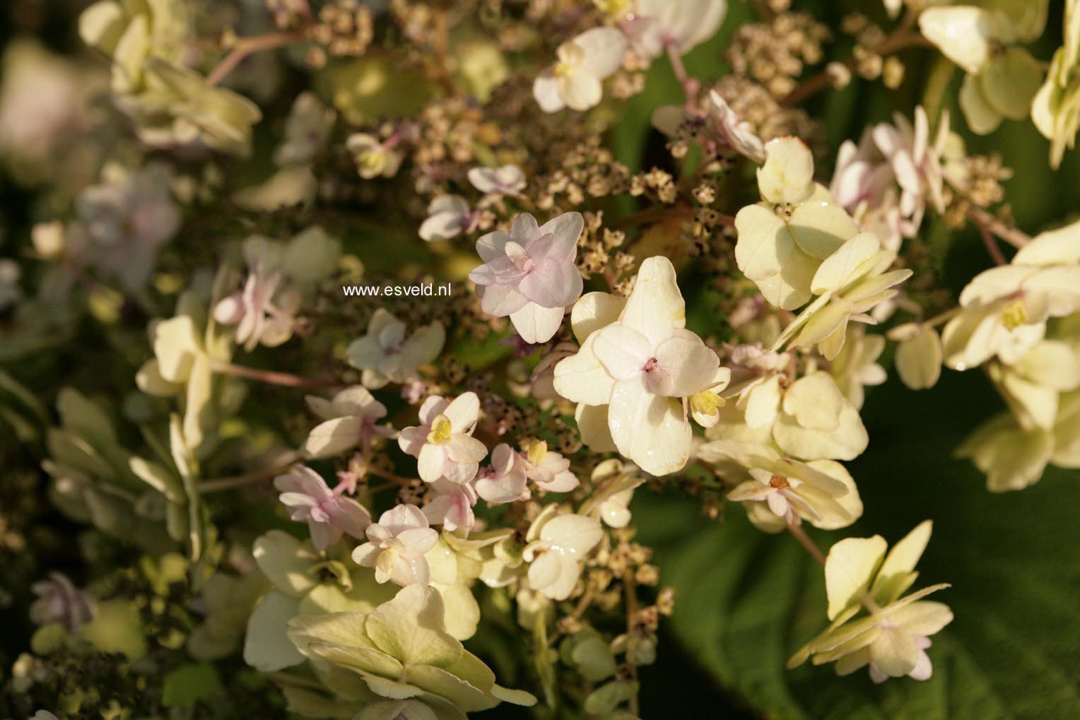 Hydrangea involucrata 'Yoraku-tama'