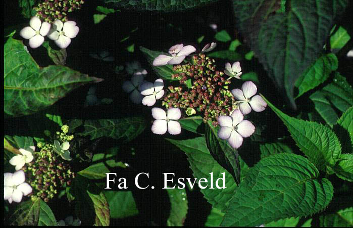 Hydrangea macrophylla 'Akabe yama'